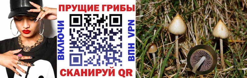 Псилоцибиновые грибы Psilocybe  Купить  Навашино 